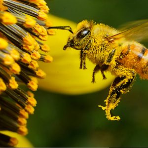 NEW Rezotone BEE SAVE