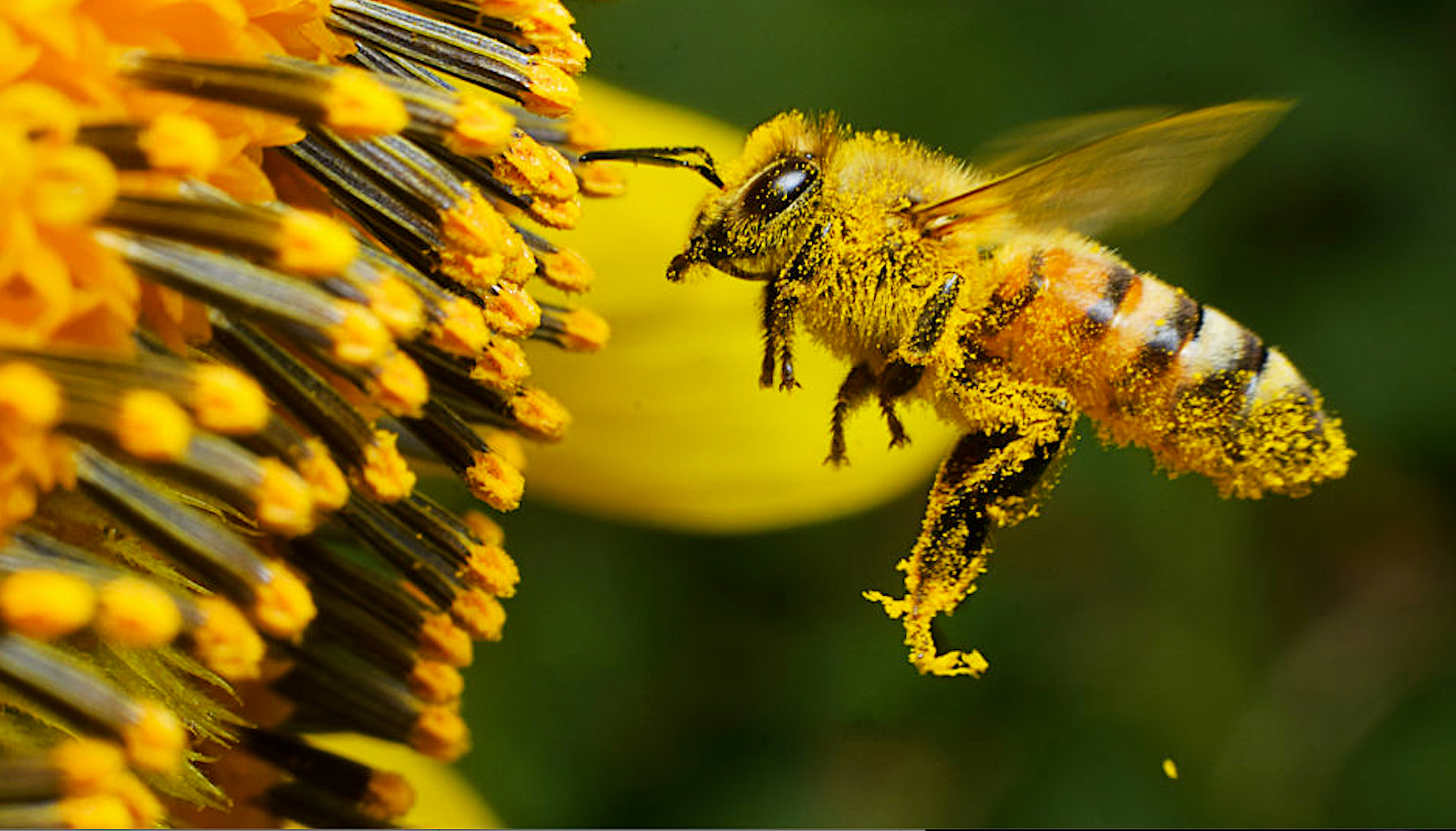 Bees.jpeg