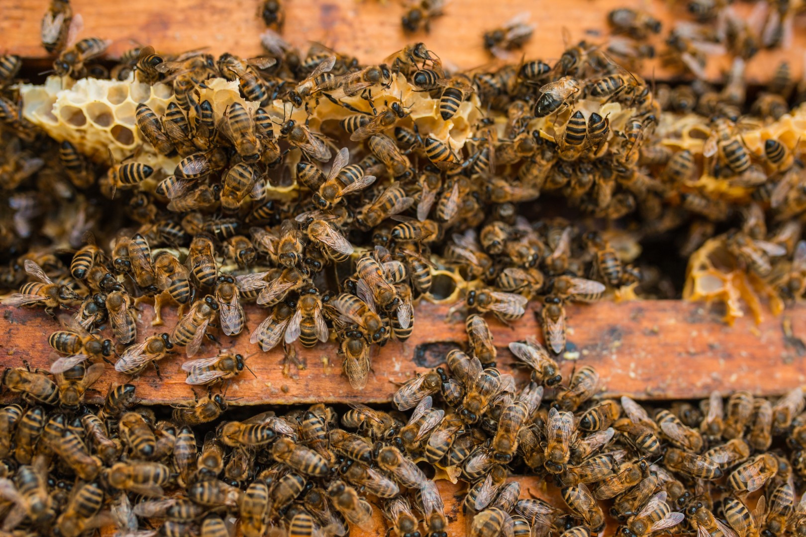 The,Beekeeper,Holds,A,Honey,Cell,With,Bees,In,His